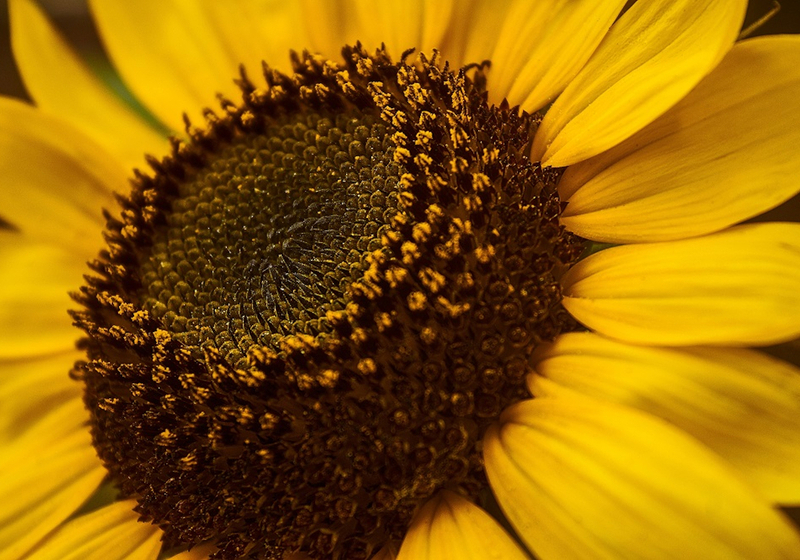 Tournesol