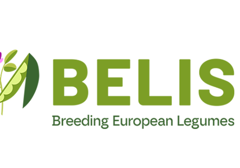 Logo Belis
